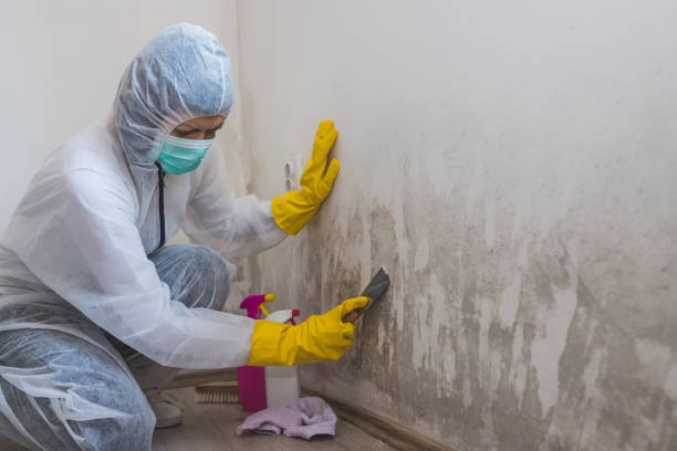 Trusted North Terre Haute, IN Mold Remediation Experts